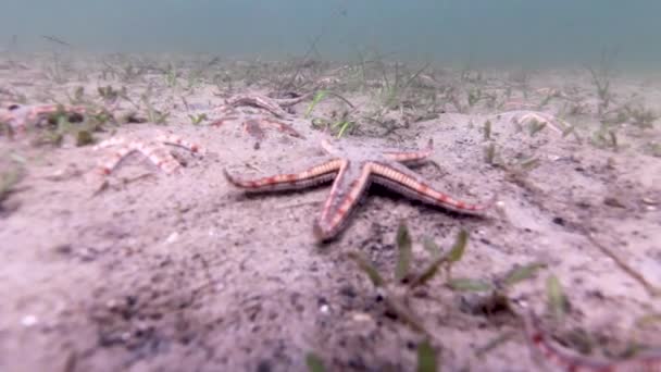 Estrelas Mar São Transportadas Pela Corrente Para Fundo Oceano — Vídeo de Stock