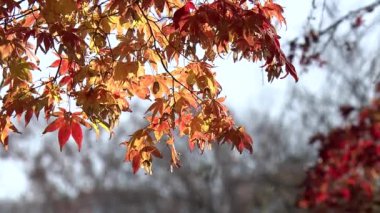 Sonbahar mevsiminde kırmızı ve sarı yapraklı ağaç