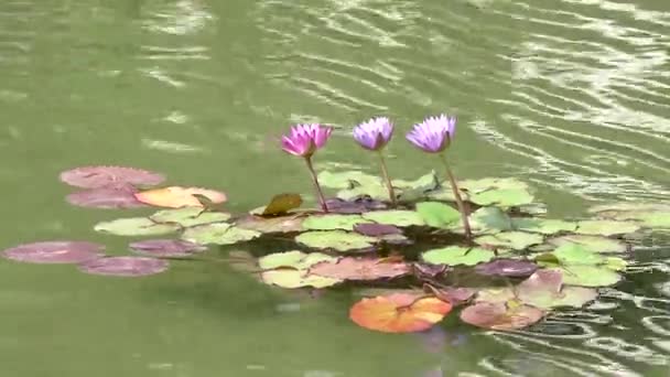 Três Flores Água Rosa Loto — Vídeo de Stock