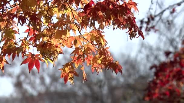 Δέντρο Την Εποχή Του Φθινοπώρου Κόκκινα Και Κίτρινα Φύλλα — Αρχείο Βίντεο