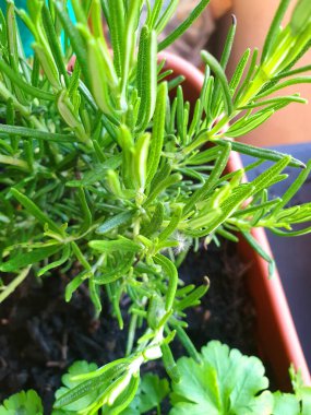 Nane, fesleğen, biberiye ve adaçayı. Covid19 karantinası sırasında yetişen aromatik tohumlardan oluşan bir seçim.