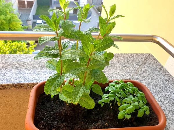 Nane, fesleğen, biberiye ve adaçayı. Covid19 karantinası sırasında yetişen aromatik tohumlardan oluşan bir seçim.