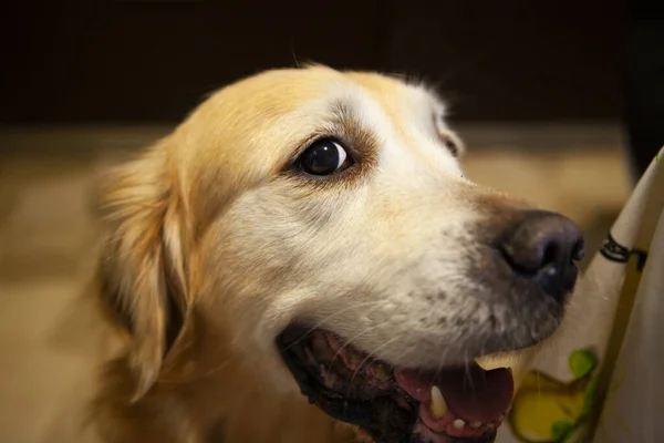 Evde bir golden retriever 'ın büyük gülen yüzü