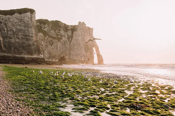 Mewy latają nad naturalny łuk skalny — Zdjęcie stockowe