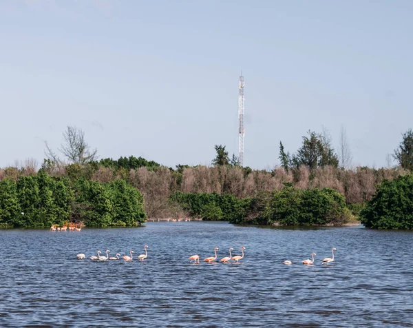 Nehir Orman Arka Plan Üzerinde Pembe Flamingolar — Stok fotoğraf