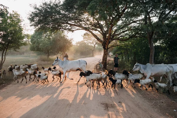 Personnes Avec Vaches Chèvres Sur Route Village Bagan Myanmar Birmanie — Photo