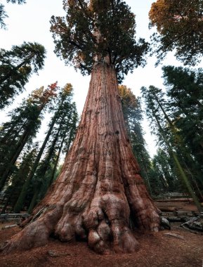 sequoia Ulusal Parkı, Kaliforniya, ABD