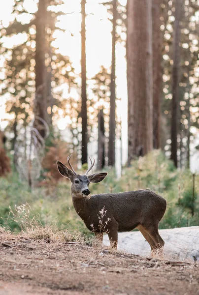 Ciervo en el Parque Nacional Sequoia, California, EE.UU. —  Fotos de Stock