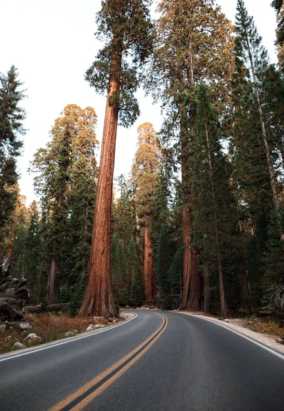 Road in Sequoia National Park, Califórnia, EUA — Fotografia de Stock