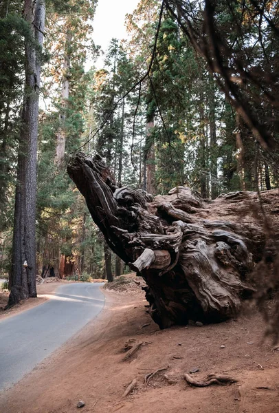 红杉国家公园，加州，美国 — 图库照片