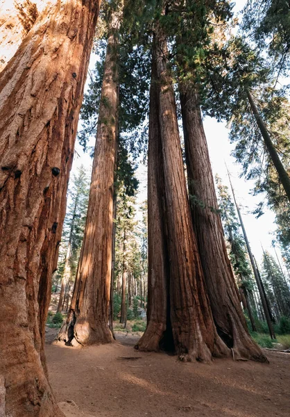 Sequoia národní park, Kalifornie, USA — Stock fotografie