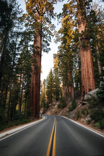 Strada nel Sequoia National Park, California, USA — Foto Stock