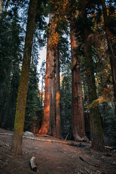 Sequoia parque nacional, California, EE.UU. — Foto de Stock