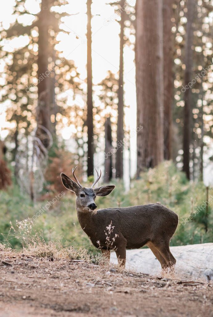Deer in Sequoia National Park, California, USA
