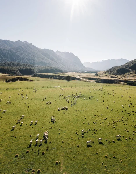 Ovelhas no campo de grama verde no campo da Nova Zelândia — Fotografia de Stock