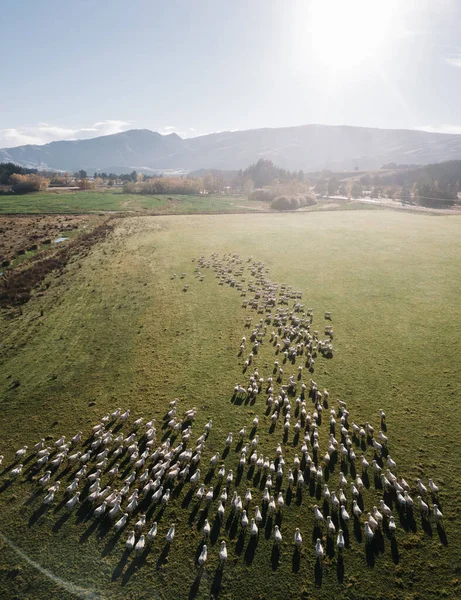 Ovelhas no campo de grama verde no campo da Nova Zelândia — Fotografia de Stock