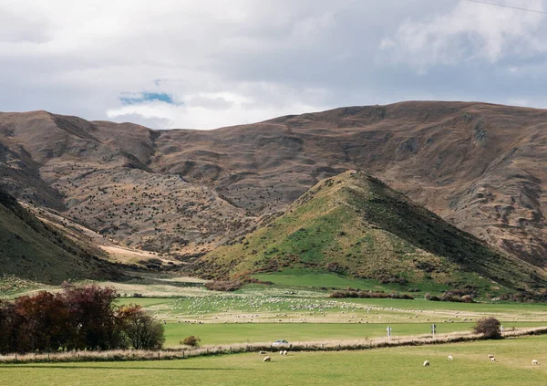 Får i grönt gräs fält på landsbygden i Nya Zeeland — Stockfoto