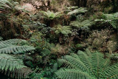 Yeni Zelanda 'da Milford Sound