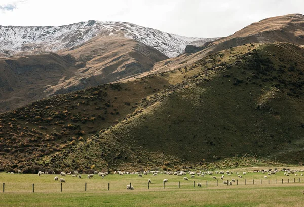 Ovejas en campo de hierba verde en las zonas rurales de Nueva Zelanda — Foto de Stock