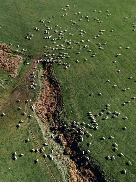 Moutons dans le champ d'herbe verte dans les zones rurales de Nouvelle-Zélande — Photo