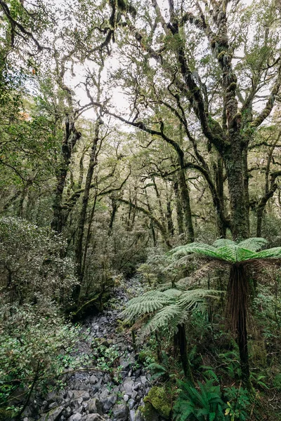 Milford Sound na Nova Zelândia — Fotografia de Stock