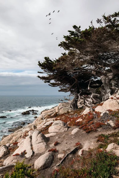 17 Mile Drive Road i Monterey. — Stockfoto