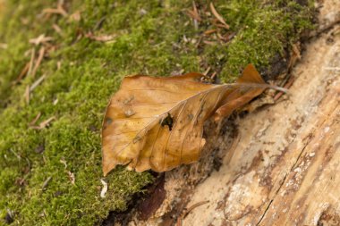 Çiçek yansıma Forest