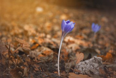Çiçek yansıma Forest