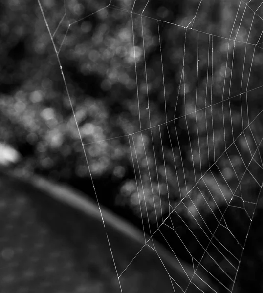 Spider web černá a bílá — Stock fotografie