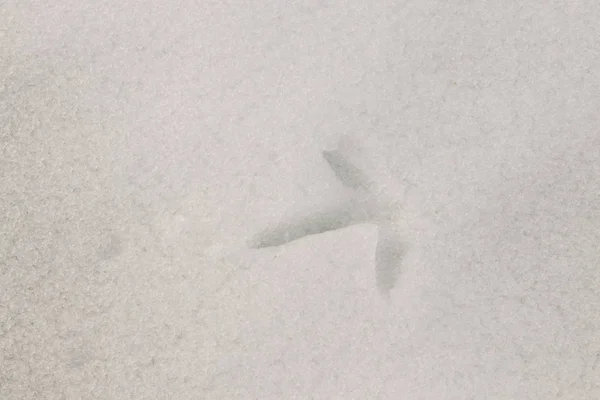 Rebhuhn-Spur von einer Pfote auf weißem Schnee — Stockfoto