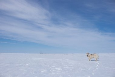 Yenilmiş yetişkin köpek (yarı malamute) tundrada karın üzerinde durur.