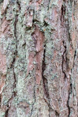 Çam ağacı kabuğu yosun ve yosunla kaplı doğal arka plan