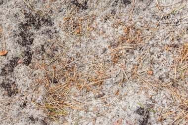 Solmuş iğneler ve yosunlarla doğal bir geçmişi var.