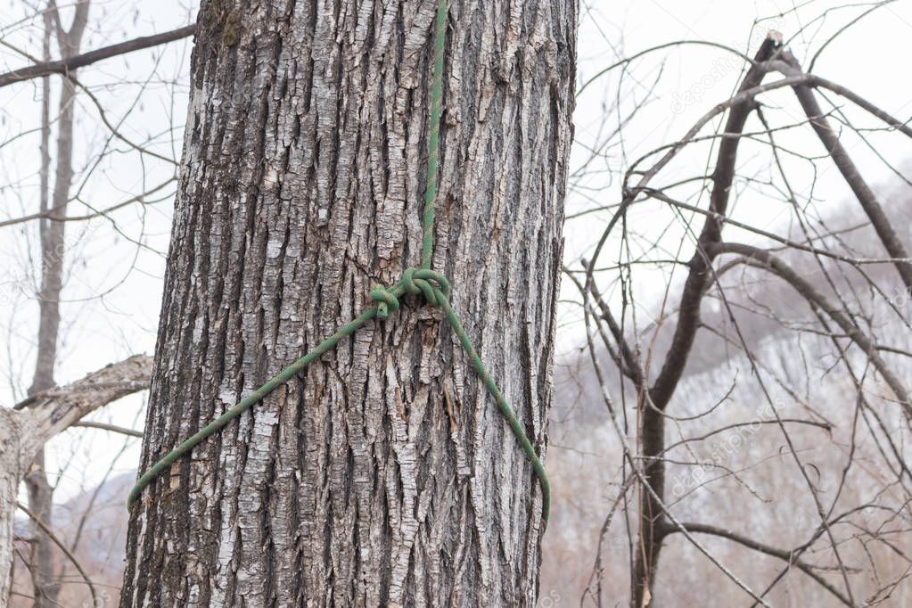 Bowline knot tied around a tree trunk