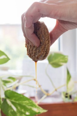 Handmade process of making an Italian tiramisu cake at home. Hand squeezes cookies, from which sweet brandy sauce is poured