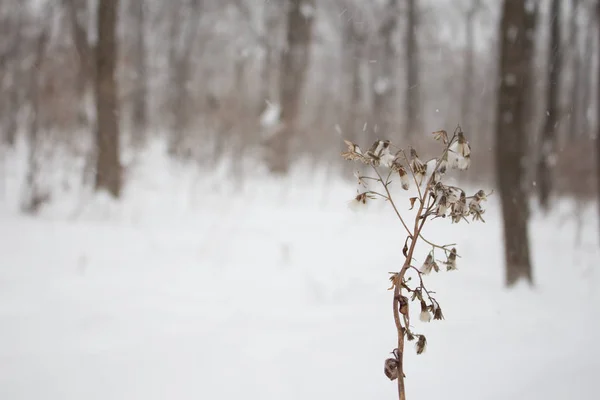 Una planta seca en un bosque de invierno sobre un fondo de nieve que cae —  Fotos de Stock