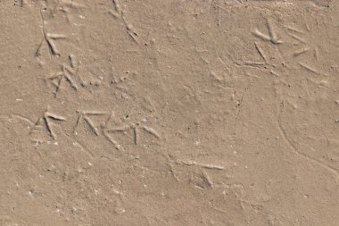 Kuş ayak izleri rastgele ıslak kumlara saçılmış.