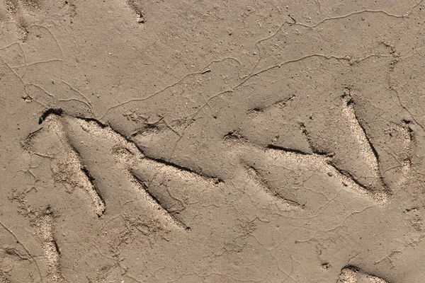 Pták velké stopy na mokré hnědé písek close-up — Stock fotografie