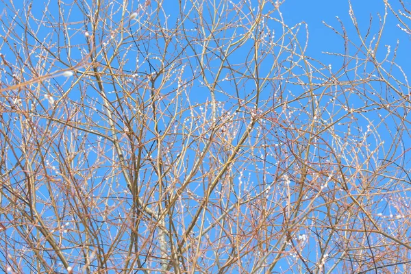 春天柳树的枝条 在蓝天的衬托下生长着嫩芽 — 图库照片