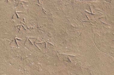 Kuş ayak izleri rastgele ıslak kumlara saçılmış.