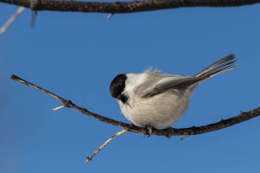 Yetişkin kuş memesi, mavi gökyüzüne karşı ince bir kış dalında oturur.
