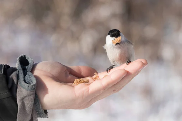 Adult tit bird sits on the fingers of a male hand and holds bread in its beak, on a blurry background of white and blue snow