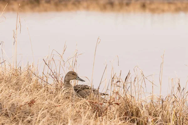 Uma fêmea de pato pintail esconde-se na grama na costa de uma lagoa, um pato na borda da costa, grama amarela em primeiro plano — Fotografia de Stock