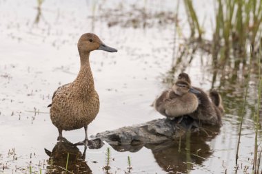 Bir ördek dişi sığ bir gölette duruyor, arka planda üç ördek yavrusu oturuyor.