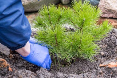 Bahçe işçisi genç bir çam ağacı dikiyor