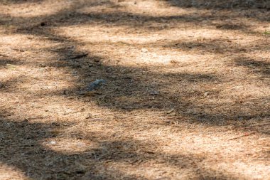 Kuru çam iğneleri, dallar ve koniler ile doğal arka plan