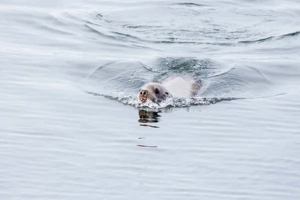 Otarie navigue dans la mer d'Okhotsk — Photo