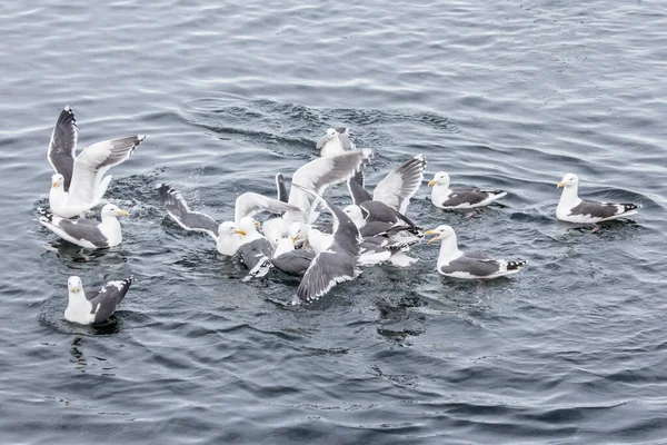 A flock of seagulls sit on the surface of sea water — Stock Photo, Image