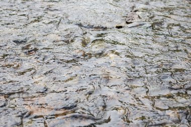 Sığ nehirde temiz su. Dipteki taşlar suyun içinden görülebilir..