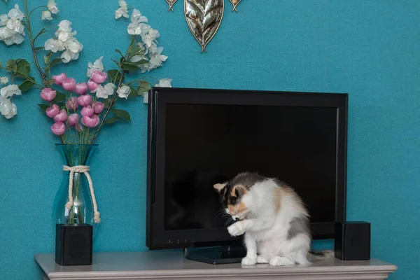 Outbred domestic cat washing on the background of a large TV, black speakers, blue wallpaper. Nearby is a vase of flowers